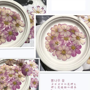 60 ks malých suchý kvet sviečka sušených rastlín epoxidové živice prívesok šperky DIY strane záložky a nálepky materiál
