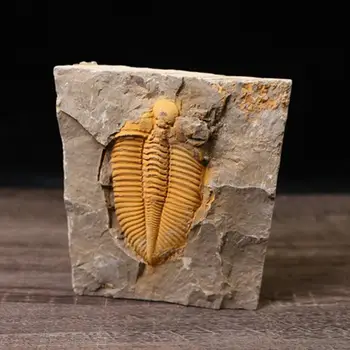 Prírodné Trilobite-Fosílnych s Drevené Okno Crownworm Výučbe Paleontológie Vedy Vzor