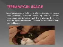 Terramycin Oko Oinment 3.5 GR - Účinná pri Liečbe zápalu Spojiviek Očné Infekcie pre Ľudí/Zvierat