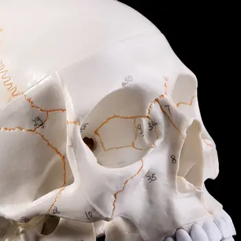 Život Veľkosť Ľudskej Lebky Model Anatomický Anatómie Lekárskej Výučby Kostra Hlavy Štúdium Spotrebný Materiál Na Vyučovanie Halloween Bar Ornament
