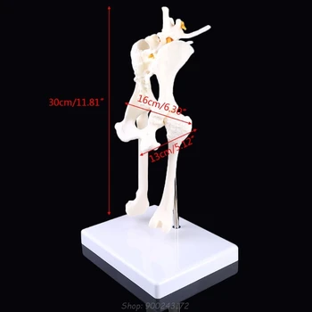 Pes, Psie Bedrových Bedrového Kĺbu s stehennej kosti Model Pomoci Anatómie Kostra Displej Štúdia S21 20 Dropship