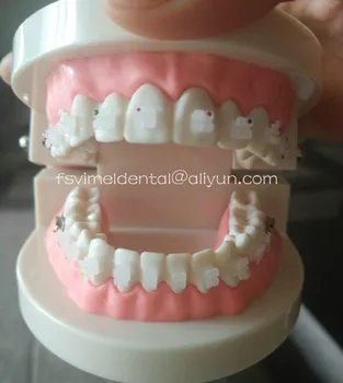 Zubné učiteľské Študijné Dospelých Štandardné Typodont ortodontická Zuby Model s keramickou zátvorkách