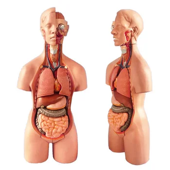 4D Anatomické Montáž Modelu Ľudských Orgánov na Vyučovanie Vzdelávania Školy Najlepšie Ceny