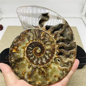 400-800 g veľká veľkosť madagaskar skamenelín dúhové ammonite prírodných kameňov a nerastov, vzorky