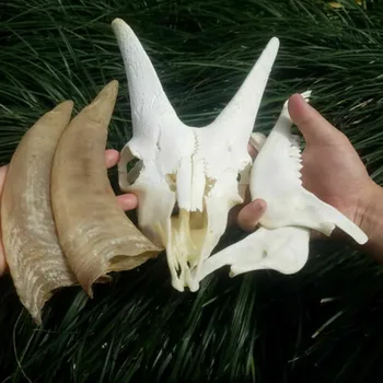 1Pcs Reálne Koza kostry lebky vzor Lekárskeho Výskumu Živočíšnej Lebky Zber Zvieracích vzoriek, Kreatívne Domáce Ornament