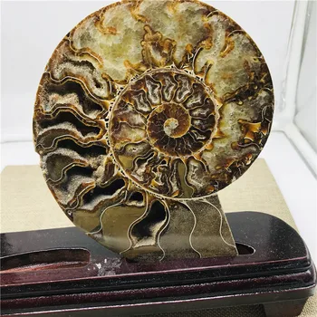 400-800 g veľká veľkosť madagaskar skamenelín dúhové ammonite prírodných kameňov a nerastov, vzorky