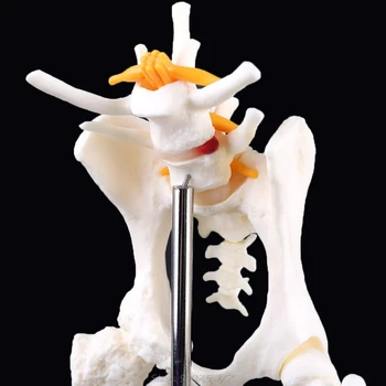 Pes, Psie Bedrových Bedrového Kĺbu s stehennej kosti Model Pomoci Anatómie Kostra Displej Štúdia S21 20 Dropship