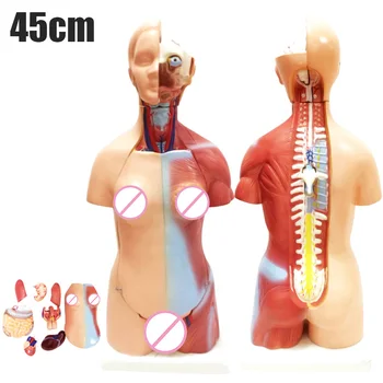 4D Anatomické Montáž Modelu Ľudských Orgánov na Vyučovanie Vzdelávania Školy Najlepšie Ceny
